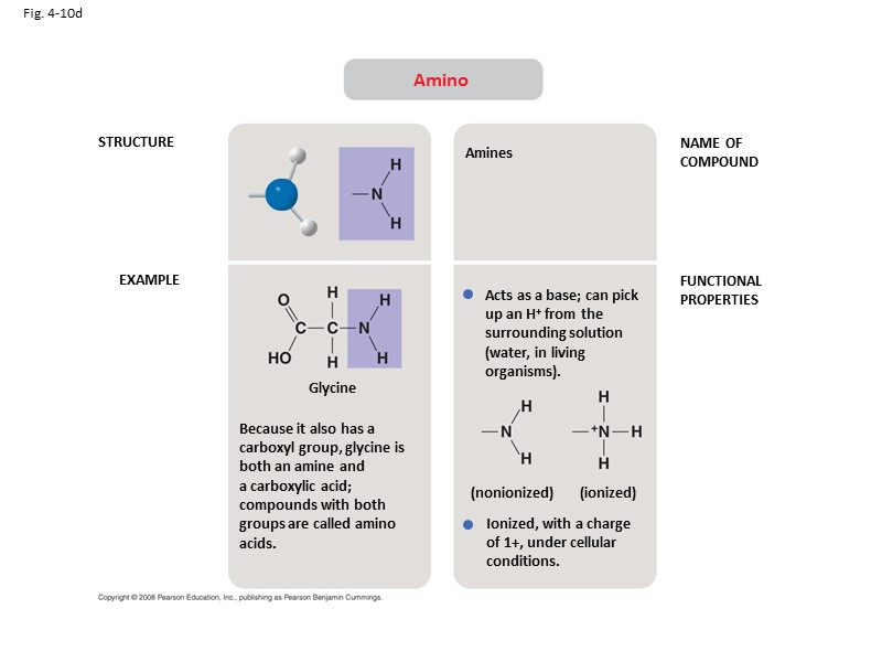 Fig. 4-10d STRUCTURE EXAMPLE NAME OF COMPOUND FUNCTIONAL PROPERTIES Amino Because it also has